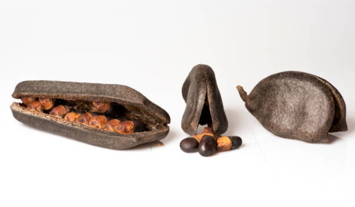 Foenegriek: The Ancient Seed with Modern Superpowers